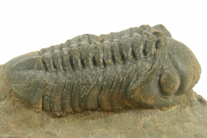 Detailed Reedops Trilobite - Atchana, Morocco #376974